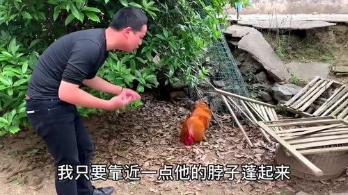 兩年家禽會追人咬，你以為很熟悉，其實(shí)得小心了