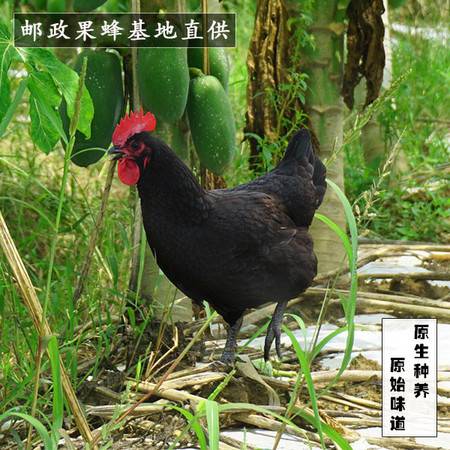 民笙文昌雞 海南風(fēng)味的足不出戶體驗(yàn)——原產(chǎn)地散養(yǎng)土雞的飼養(yǎng)與挑選指南