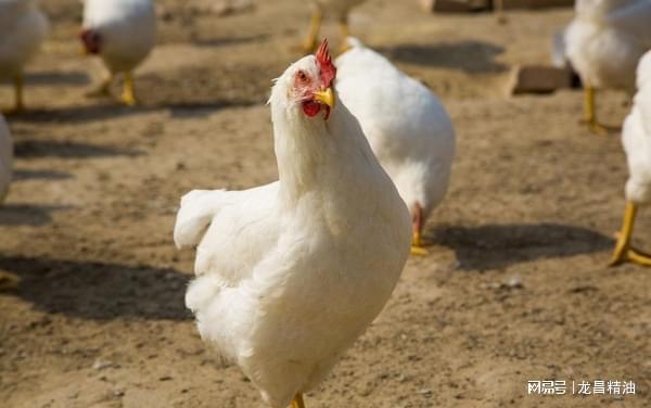 家禽飼養(yǎng)的真諦 方法比堅(jiān)持更重要