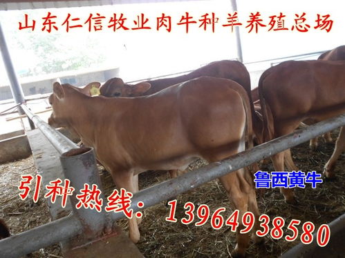 農(nóng)產(chǎn)品價(jià)格波動(dòng)對(duì)家禽飼養(yǎng)業(yè)的影響與應(yīng)對(duì)策略