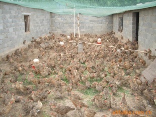 山雞（野山雞/七彩山雞）家禽飼養實用指南