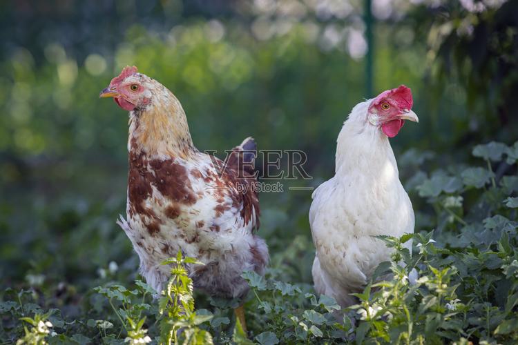 農(nóng)場上的雞家禽的概念生物農(nóng)場上的搞笑鳥放養(yǎng)家禽飼養(yǎng)雞只院子里的